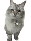 Pet EMF Defense Pendant