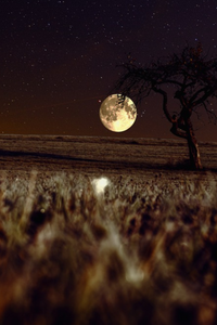 Harvest Moon - Laundry Fabric Softener